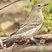Yellow-rumped Warbler